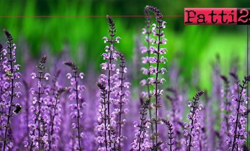 SAN PIERO PATTI – Piante e fiori nelle aiuole e nelle fioriere del centro cittadino