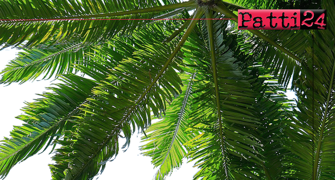 PATTI – Intervento urgente di potatura su tre palme Washinghton nell’area sottostante la  via Regina Elena e la via Pisacane.
