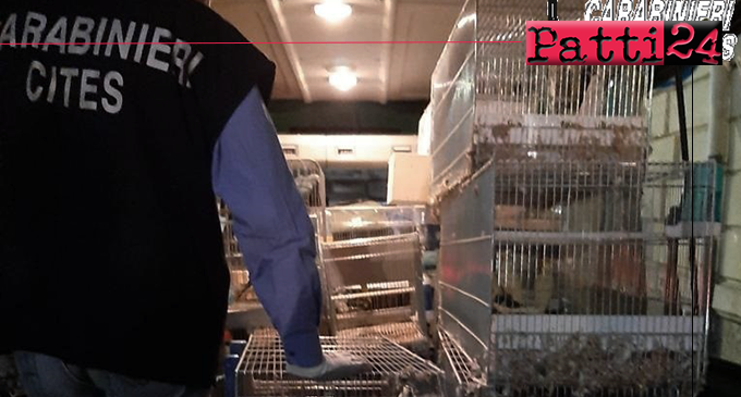 SANT’AGATA DI MILITELLO – Sequestrati centinaia di pappagalli detenuti in condizioni precarie