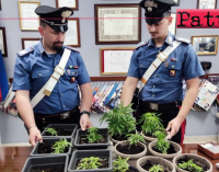 VILLAFRANCA TIRRENA – Evade per coltivare piantine di marijuana sul terrazzo. Arrestato 27enne