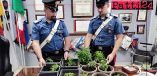 VILLAFRANCA TIRRENA – Evade per coltivare piantine di marijuana sul terrazzo. Arrestato 27enne