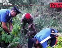 MESSINA – Scoperta vasta piantagione di marijuana. Arrestati padre e figlio.