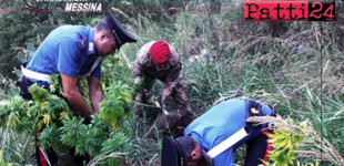 MESSINA – Scoperta vasta piantagione di marijuana. Arrestati padre e figlio.