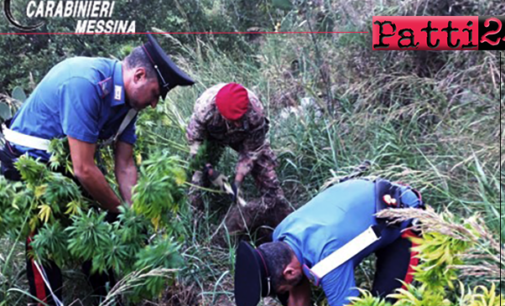 MESSINA – Scoperta vasta piantagione di marijuana. Arrestati padre e figlio.