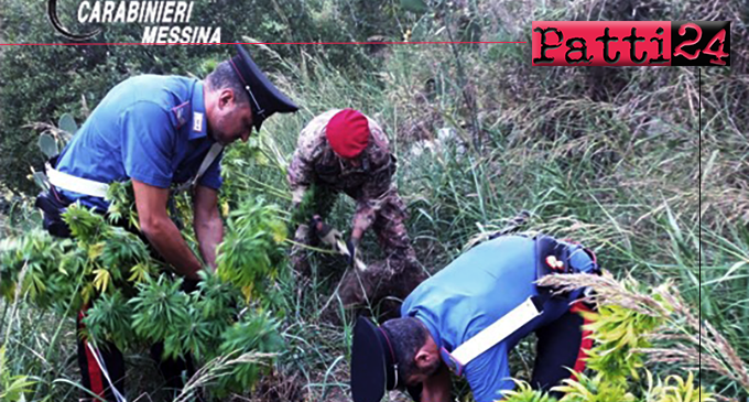 MESSINA – Scoperta vasta piantagione di marijuana. Arrestati padre e figlio.