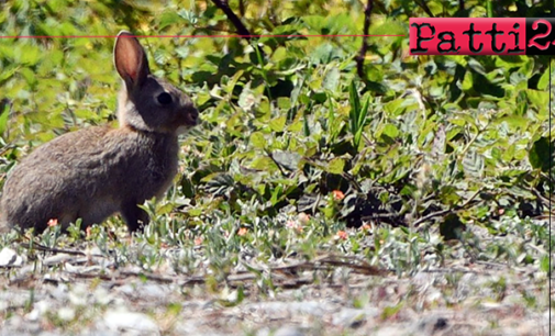 MILAZZO – Città con maggiore biodiversità d’Italia per il 2023. 3° posto in Europa e 22° a livello mondiale.