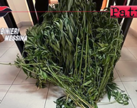 MESSINA – Produce in casa la marijuana, poi immessa nelle piazze di spaccio messinese. Arrestato 44enne