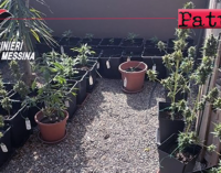 MESSINA – Nel retrostante giardino di casa, realizza una piantagione di marijuana nascosta dietro la piscina del figlioletto. Arrestato 34enne