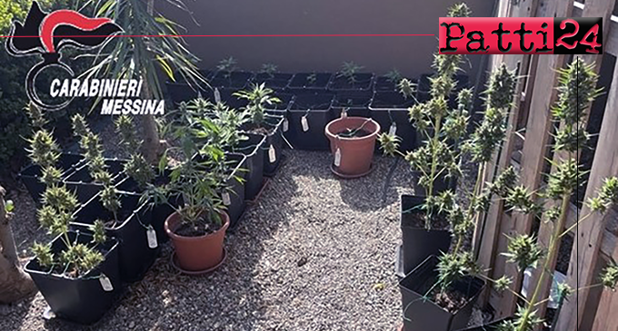 MESSINA – Nel retrostante giardino di casa, realizza una piantagione di marijuana nascosta dietro la piscina del figlioletto. Arrestato 34enne