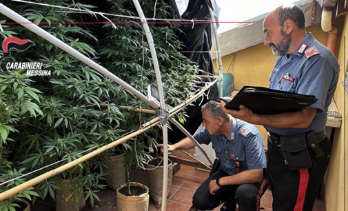 ROCCA DI CAPRILEONE – Coltiva una piantagione di marijuana nel solaio di casa. Arrestato 47enne