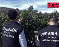 SICILIA – Truffa ai danni dell’Unione Europea. I Carabinieri del reparto Tutela Agroalimentare di Messina e la DIA di Catania hanno eseguito 7 misure cautelari