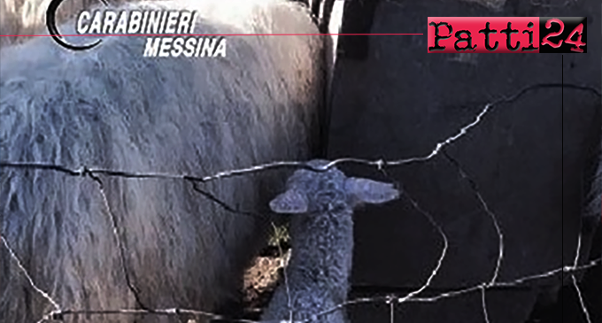 MOJO ALCANTARA – Sorpresi a rubare un agnello. 4 arresti