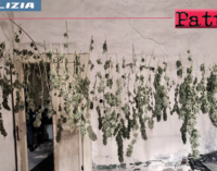 MESSINA – Coltivava Cannabis in giardino e la essiccava al 1° piano. Arrestato 34enne, sequestrata 2,7 kg di Marijuana